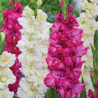 Frilly Willy Parrot Gladiolus Blend Thumbnail